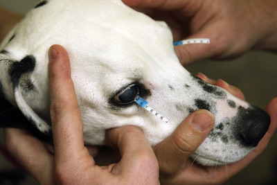 Valley veterinary ophthalmologists specialize in treating animals' vision |  Las Vegas Review-Journal