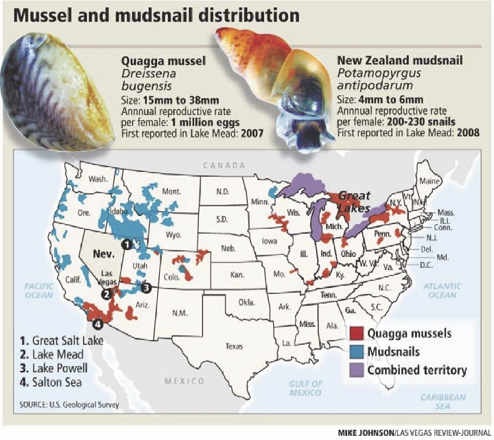 Gehoorzaamheid Wierook campagne Quagga mussel reproduction dwarfs that of cousin mudsnail | Las Vegas  Review-Journal