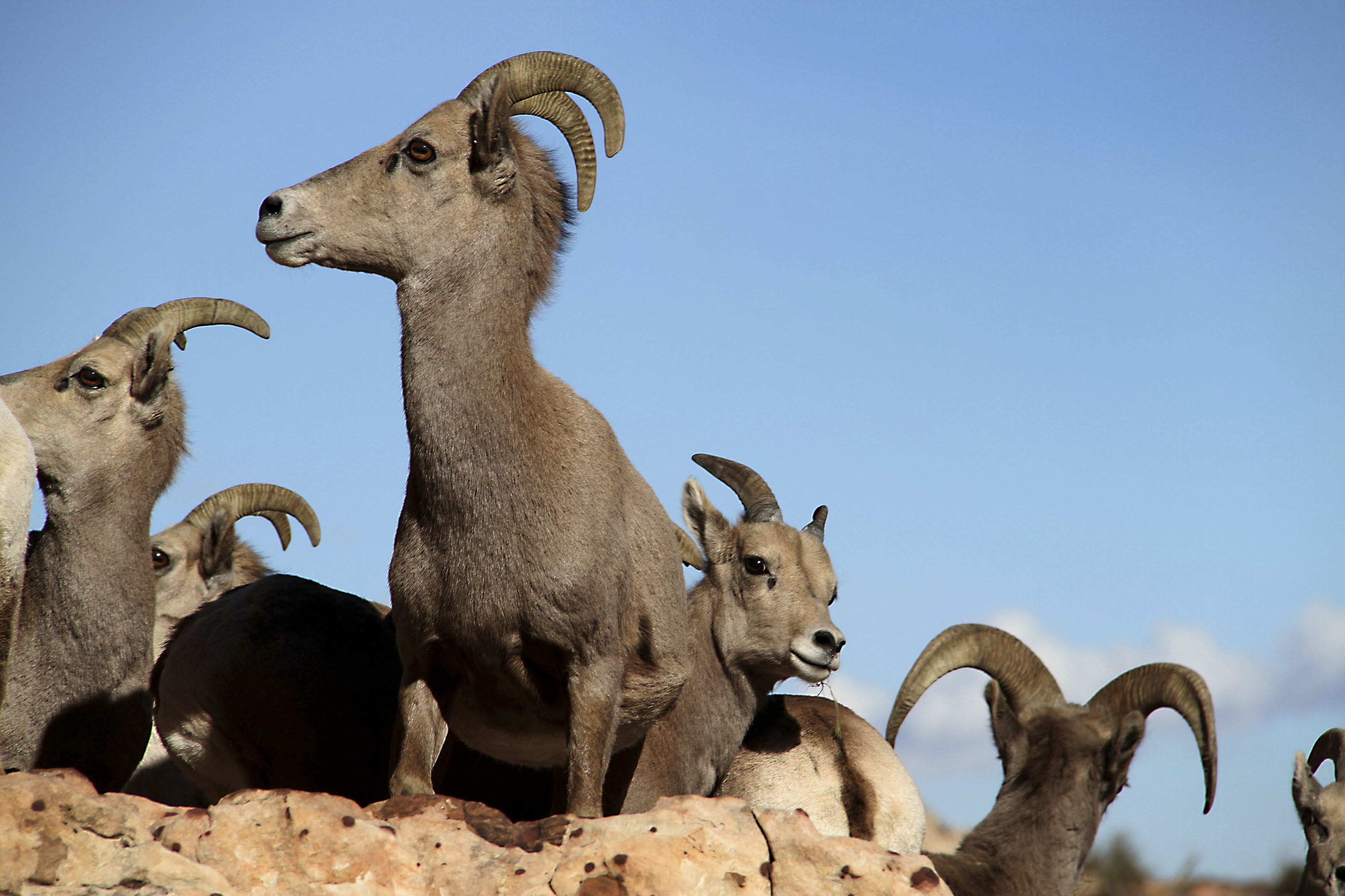 Nevada's state animal: Desert bighorn sheep | Las Vegas Review-Journal