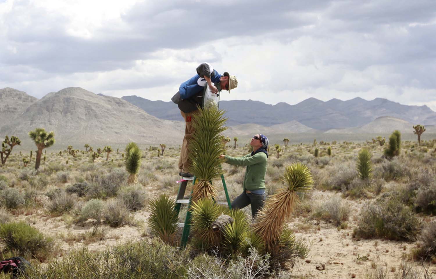 Yucca moth, Joshua tree coevolution fascinates researchers Las Vegas