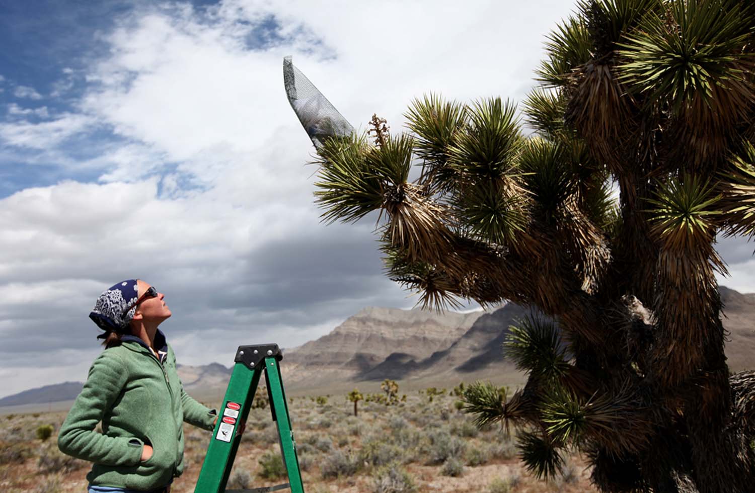 Yucca moth, Joshua tree coevolution fascinates researchers Las Vegas