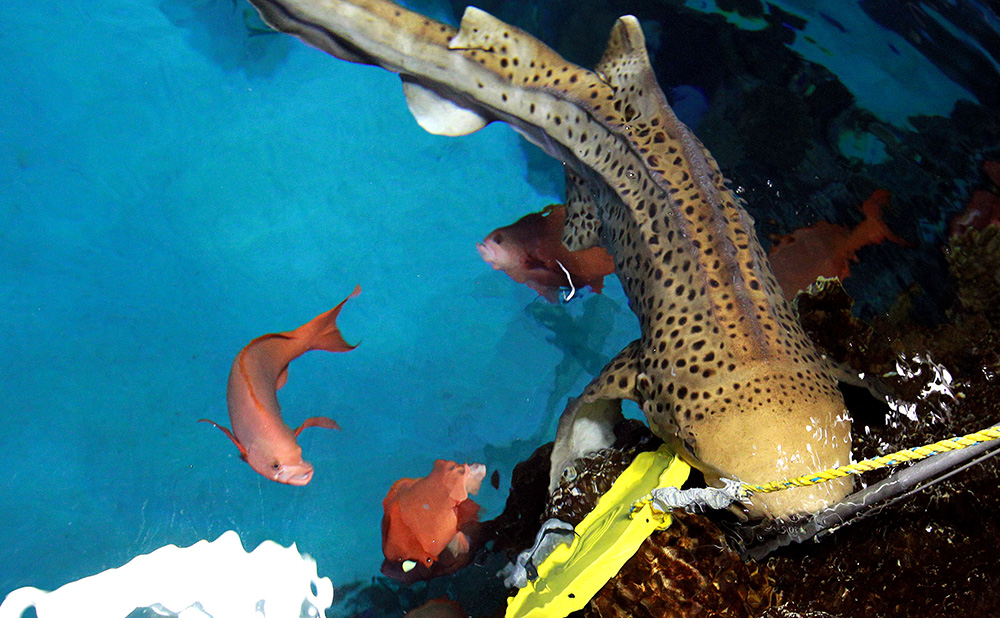 Dinnertime at Shark Reef at Mandalay Bay