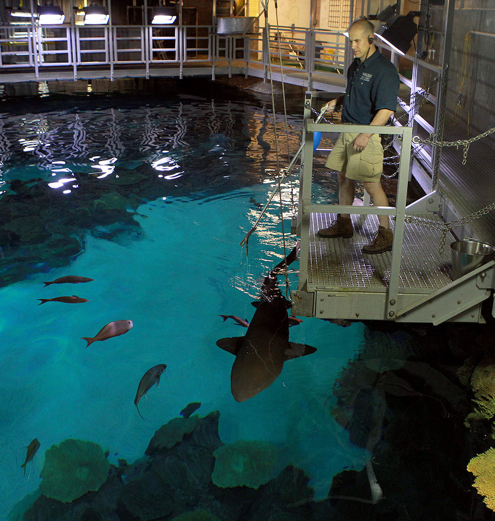 Dinnertime at Shark Reef at Mandalay Bay