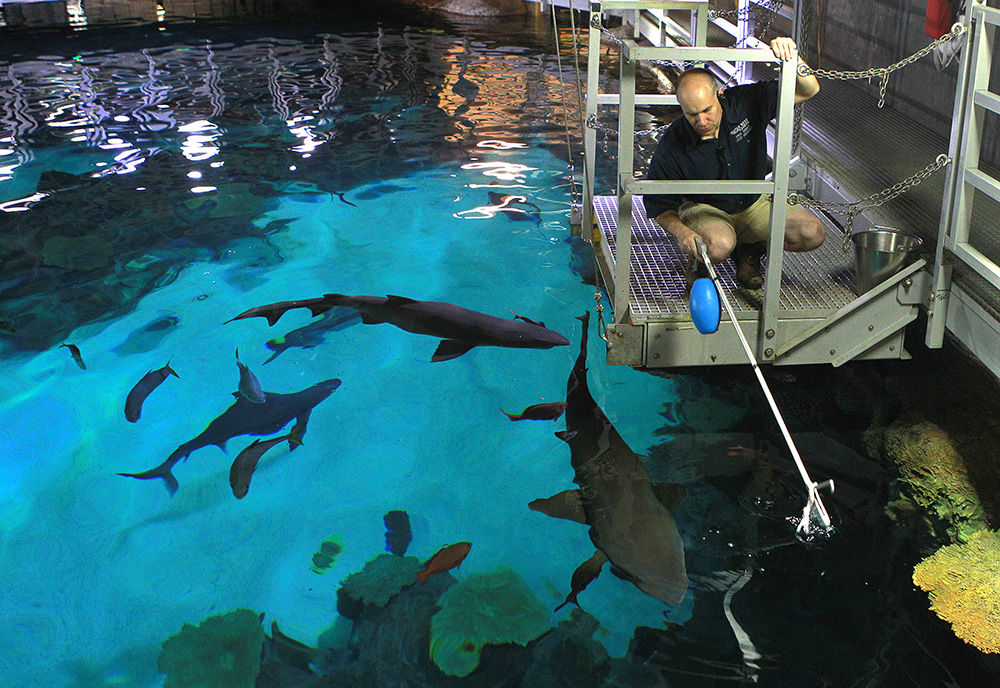 Dinnertime at Shark Reef at Mandalay Bay