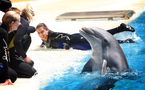 mirage swim with dolphins