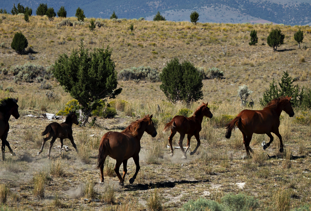 Wild Horses in Nevada Las Vegas ReviewJournal