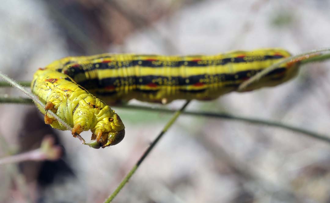MEAD CATERPILLARS-SEP21