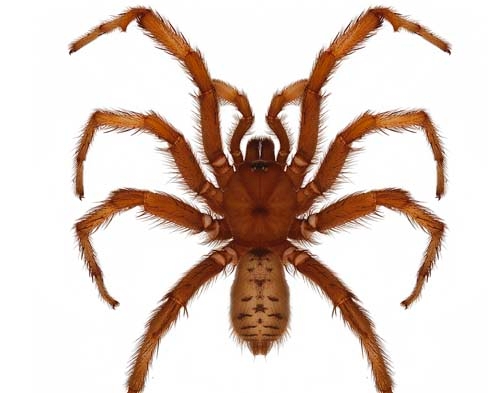 Yes, These Spider Species Are Named After 'The Big Lebowski
