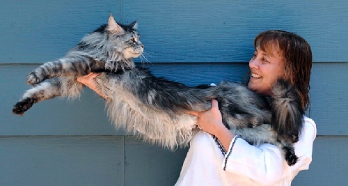 Stewie World S Longest Cat Dies His Nevada Owner Says Las Vegas Review Journal