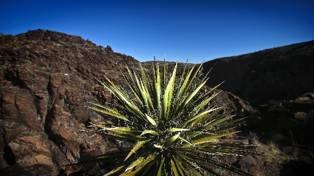 A Nolina, as seen Friday, grows on top of Petroglyph Canyon in Sloan Canyon National Conservation Area. The conservation area is south of Henderson and contains 48,438 acres.