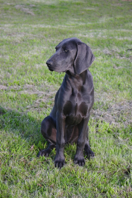Hanson weimaraners cheap