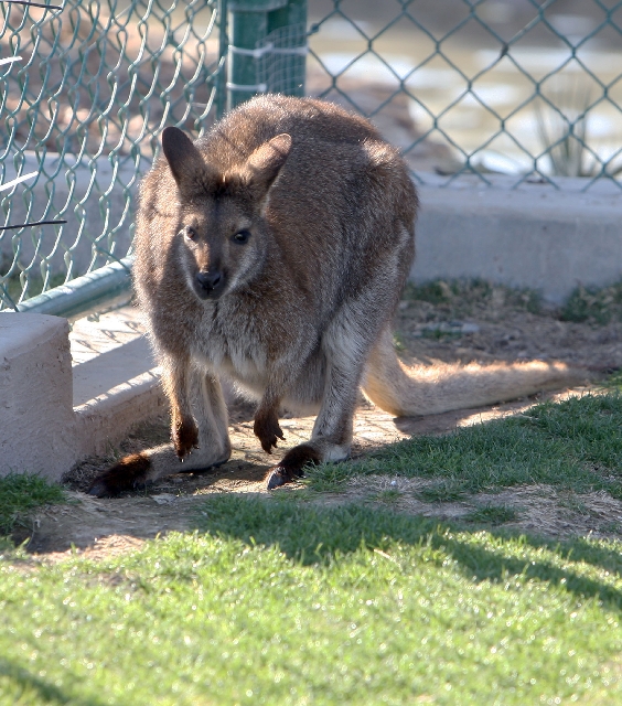 A female wallaby rests in her enclosure Tuesday at Wayne Newton’s Casa de Shenandoah in Las Vegas. Caring for the animals cost about $5,000 every month, court papers showed.