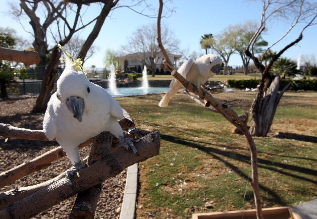 Two cockatoos, Elliott, left, and Lulu say hello Tuesday at Casa de Shenandoah. The cockatoos are among approximately 280 exotic birds, fish and mammals that live at the home of Wayne Newton, who ...