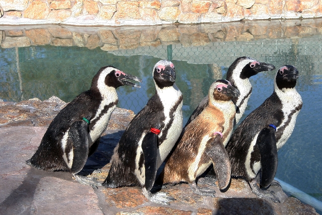 Five penguins — from left, Josie, Albert, Charlie, Chalet and Hawaii — sit Tuesday at Casa de Shenandoah, the home of former Strip headliner Wayne Newton. Most of the exotic animals on ...