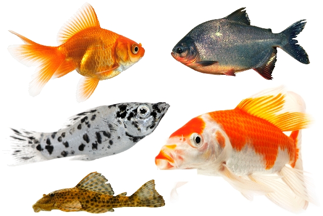Todd's tropical deals fish store