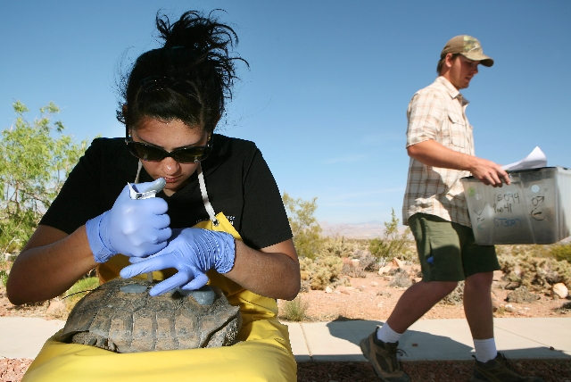 Larisa Gokool holds a female tortoise in her lap and attaches a transmitter to its shell as Max Weber, right, carries a tortoise to a staging area at the Desert Tortoise Conservation Center Tuesda ...