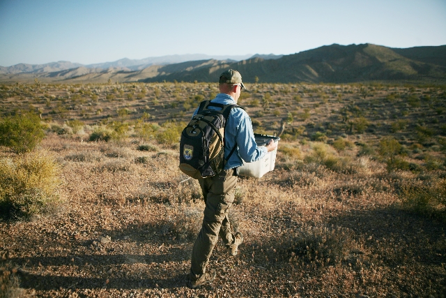 Roy Averill-Murray, U.S. Fish and Wildlife Service desert tortoise recovery coordinator, walks to a designated GPS point to release a tortoise at federal land along the Spring Mountains southeast ...