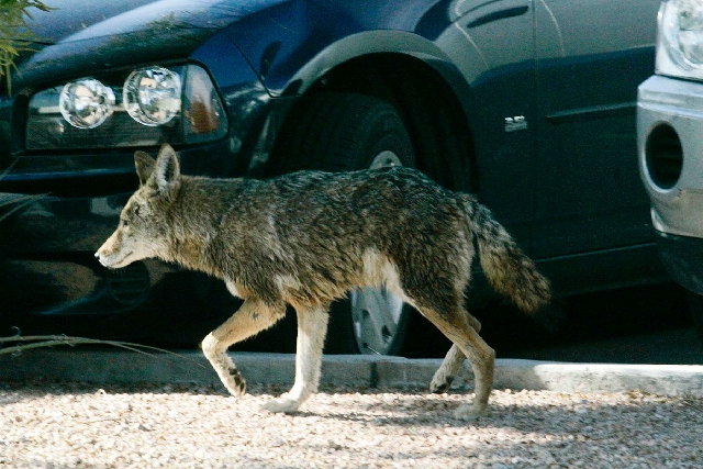 A coyote wanders through a parking lot at 6295 S. Pearl St. on Jan. 7, 2009, in Henderson.