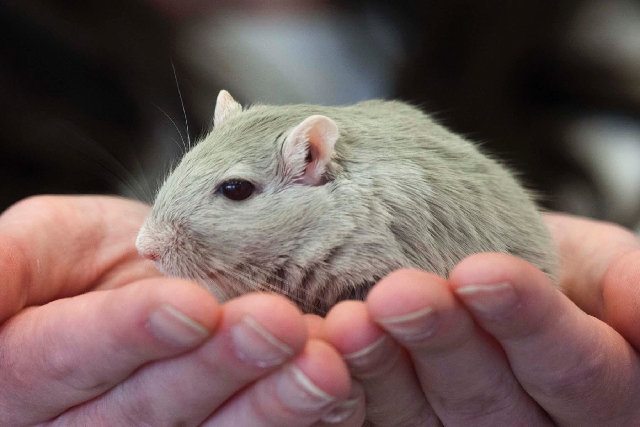 Diane Nott, of Elyria, Ohio, holds a gerbil on Friday before the American Gerbil Society's annual New England pageant in Bedford, Mass. The small rodents were judged on body type and color.