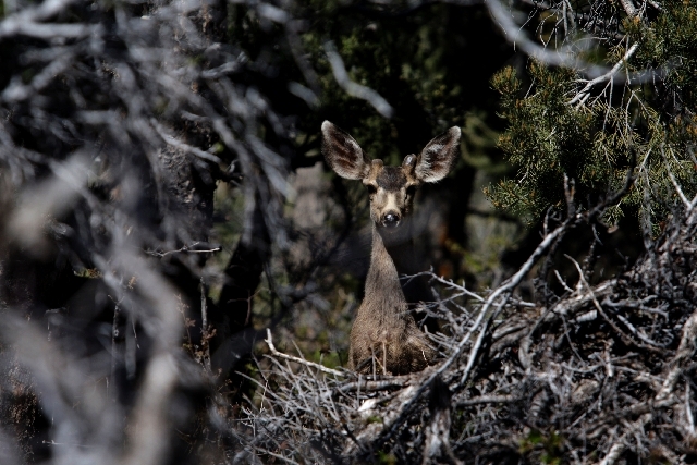 A deer peers through trees Wednesday at the freshly renovated Cathedral Rock Picnic Area on Mount Charleston. The 10-month project expanded and renovated the popular picnic area and trailhead.