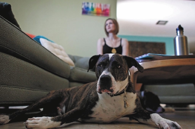 Louis, a 4-year-old pit bull, sits in front of his owner, Jesica Clemens, Wednesday in Clemens' home. Clemens runs Incred-A-Bull, a non-profit canine advocacy group.