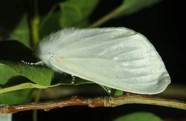 Types Of Moths In Las Vegas