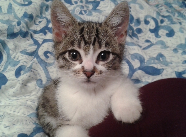 Trixie the cat plays at her London home June 26. A newly created DNA database of British cats has helped convict David Hilder, who was convicted of manslaughter last month in Winchester, England, ...