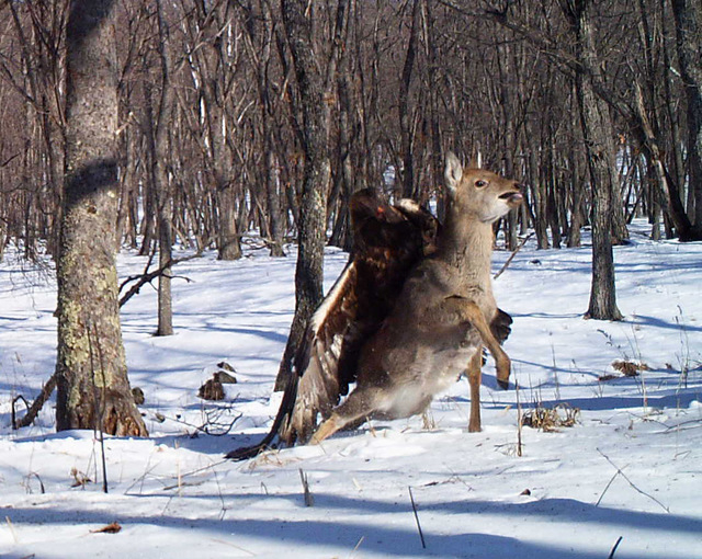 In this photo taken from a remote camera at the Lazovsky State Nature Reserve in the Primorye region of Russias Far East on Dec. 8, 2011, a golden eagle attacks a deer. It's rare for a camera to c ...