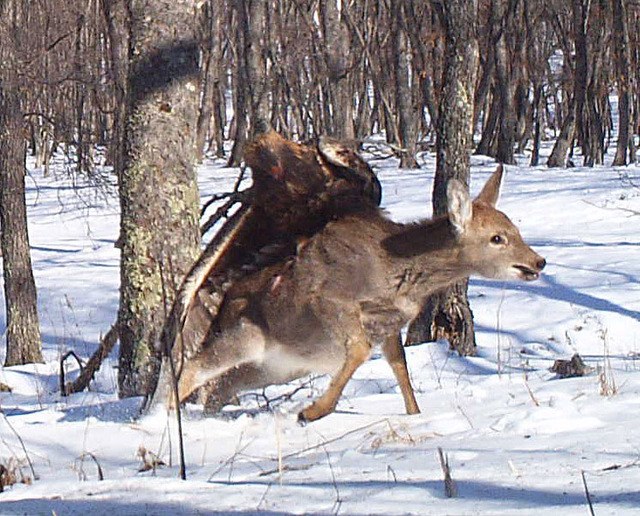 In this photo taken from a remote camera at the Lazovsky State Nature Reserve in the Primorye region of Russia's Far East on Dec. 8, 2011, a golden eagle attacks a deer, snapping three photos as t ...