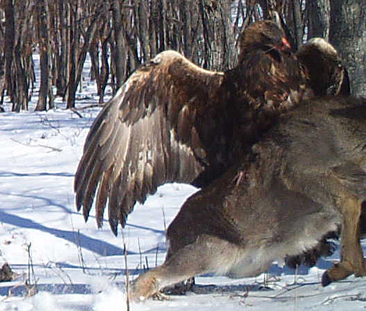 a golden eagle attacks a deer at the Lazovsky State Nature Reserve in the Primorye region of Russias Far East on Dec. 8, 2011. Remote cameras set up to track Siberian tigers in Russia caught the a ...