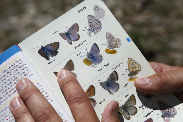 Corey Kallstrom of the U.S. Fish and Wildlife Service holds up a butterfly identification book while on a run at the Las Vegas Ski and Snowboard Resort on Mount Charleston outside of Las Vegas Jul ...