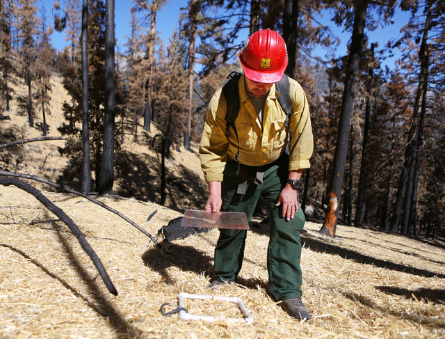 Matthew Gill, squad leader of Black Mountain Hotshots, demonstrates how he surveys forest floor samples for quality assurance at a unit of burned forest on the edge of the Rainbow Subdivision on M ...
