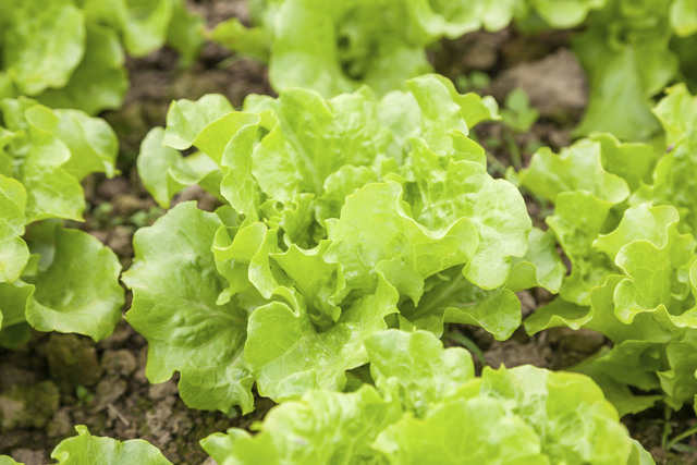 fresh lettuce in the garden