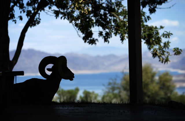 Bighorn sheep graze in Hemenway Park in Boulder City, Nev. Wednesday, Sept. 4, 2013. State wildlife officials plan to kill at least one sick bighorn sheep in the areas so they can find out if the  ...