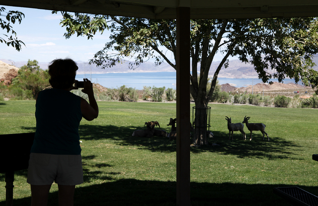 A woman takes a picture of bighorn sheep in Hemenway Park in Boulder City, Nev. Wednesday, Sept. 4, 2013. State wildlife officials plan to kill at least one sick bighorn sheep in the areas so they ...