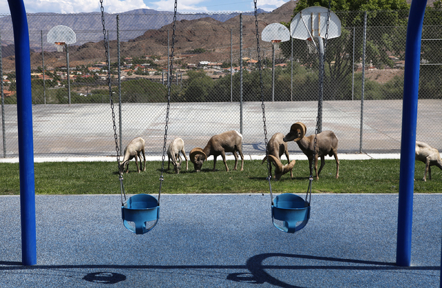 Bighorn sheep graze in Hemenway Park in Boulder City, Nev. Wednesday, Sept. 4, 2013. State wildlife officials plan to kill at least one sick bighorn sheep in the areas so they can find out if the ...