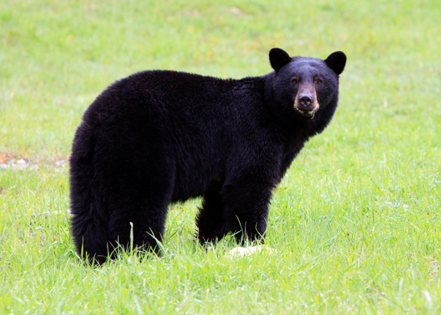 Медведь черный синий. Чёрный медведь из Северной Америки на букву б 7 букв. Where bears live