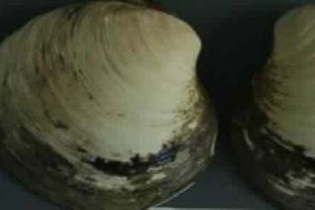 World's oldest clam killed by scientists at 507 years old | Las Vegas  Review-Journal