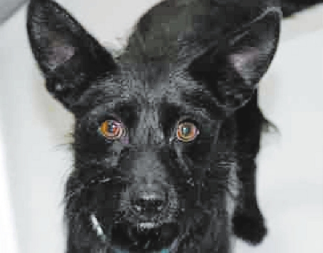 Woody
The Animal Foundation
My name is Woody (I.D. No. A746597), and I’m a 1-year-old male terrier who’s ready to find a forever family. I make a perfect nighttime cuddle buddy; I don’t take ...