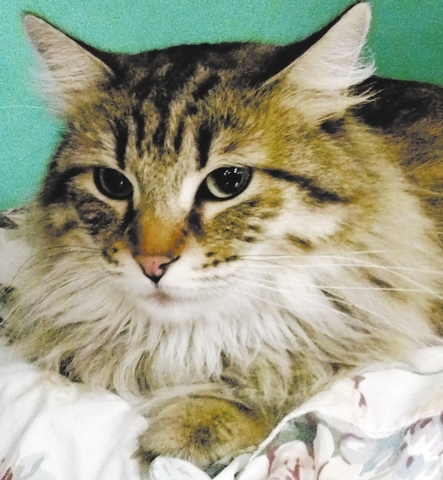 Nala
Happy Home Animal Sanctuary
My name is Nala, and I am as sweet as I am beautiful. My babies found their forever home, and I have been patiently waiting for mine. If you can find it in your he ...