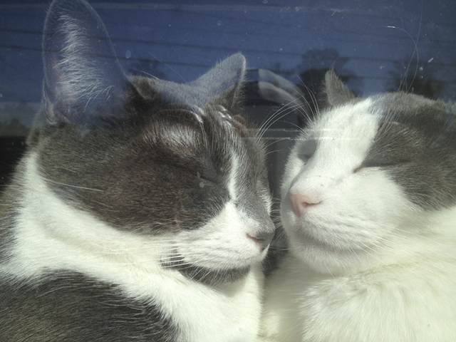 Portia & Pilar
Paws 4 Love
Portia and Pilar are 2-year-old females. These two girls have been mistreated and are shy of people, but if you are patient and willing to give some time, they will be g ...