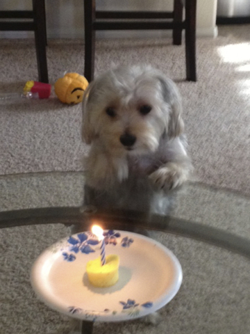 Henderson resident Rosemarie Fahd said, “Charlie is a morkie who celebrated his first birthday on Sept. 13.”