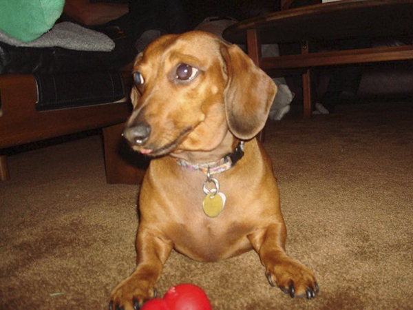 Las Vegas resident Michael Kelly said, “This is Sarge. She’s my smallest friend. Sarge is always on patrol in our yard, protecting us. She likes belly rubs and treats.”