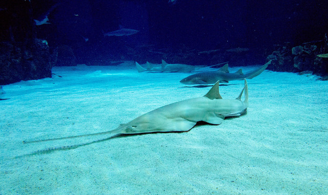 Two green sawfish, foreground and background, and a nurse shark
