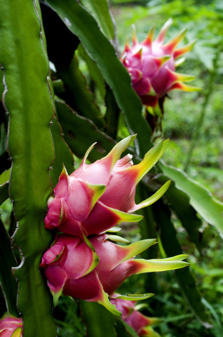 Protect Dragon Fruit From Frost Intense Sunlight Las Vegas Review Journal