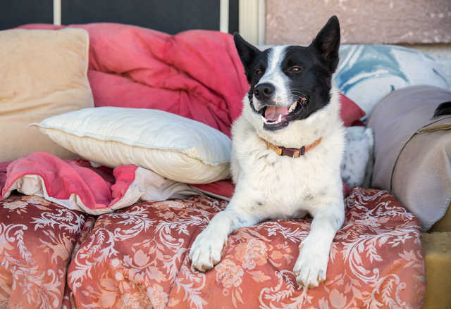 Boots, a Border Collie-Shepherd mix, was discovered in a foreclosed home with a broken hip and an open bag of dog food before being rescued by Foreclosed Upon Pets, Inc., a 5-year-old nonprofit th ...
