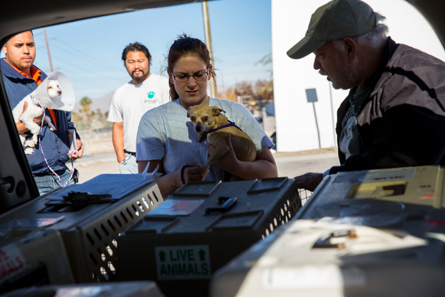 Jamie Ralston, center, gives Roxy to Executive Director of Foreclosed Upon Pets, Inc., Everett Croxson, right, at The Animal Foundation, located at 655 N. Mojave Road, on Monday, Dec. 2, 2013. In  ...