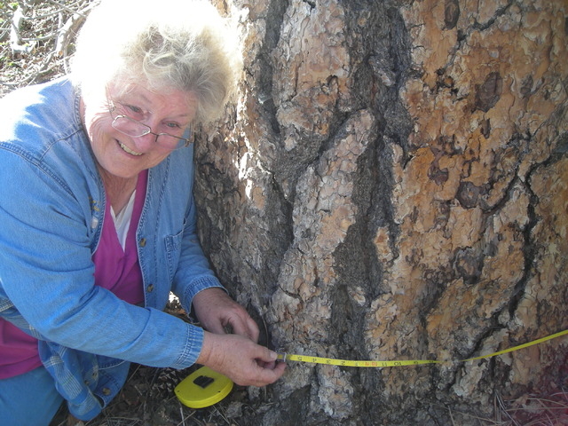 Life-long outdoor advocate Terri Robertson poses with a Ponderosa pine tree her family likes to visit on Mount Potosi, southwest of Las Vegas. (Courtesy Terri Robertson)