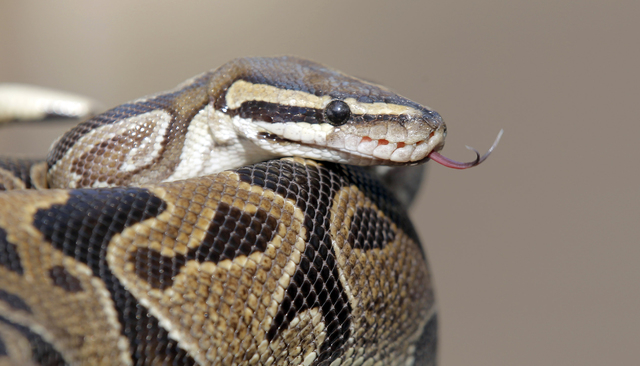 A pythonis is prepared for transport Wednesday Jan. 29, 2014, in Santa Ana, Calif., at the home of William Buchman. Buchman has been arrested for investigation of neglect in the care of animals ...