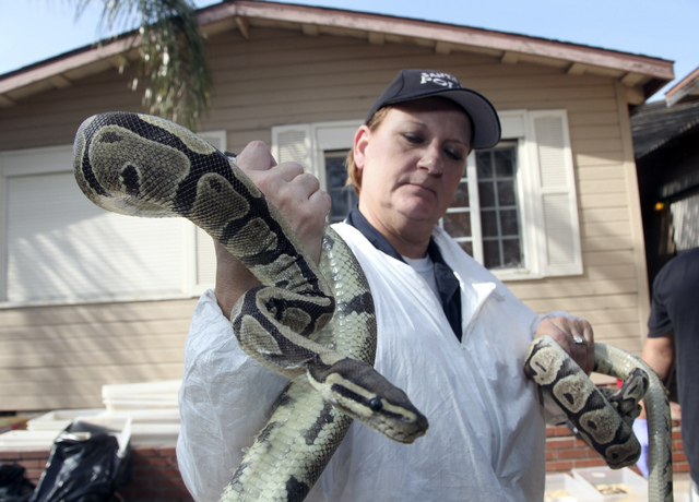 Santa Ana Police Officer Sondra Berg holds a python Wednesday Jan. 29, 2014, in Santa Ana, Calif.,  after serving a warrant on the home of  William Buchman, who has been arrested for investigation ...